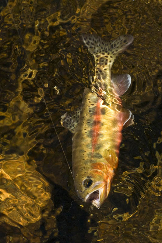 Golden Trout With Fly