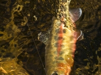 Golden Trout With Fly