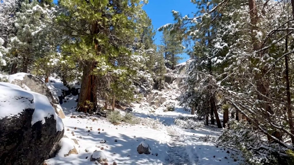 Pine forest and granite boulders covered in lingering early-season snow along a hiking trail near Mono Hot Springs